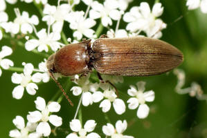 Agriotes obscurus / Kein deutscher Name / Schnellkfer - Elateridae - Agriotinae