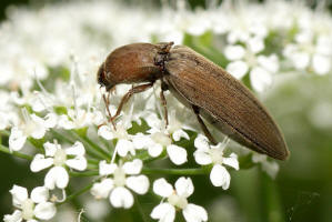 Agriotes obscurus / Kein deutscher Name / Schnellkfer - Elateridae - Agriotinae