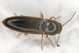 Agriotes pallidulus / Ohne deutschen Namen / Schnellkfer - Elateridae - Agriotinae