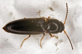 Agriotes pallidulus / Ohne deutschen Namen / Schnellkfer - Elateridae - Agriotinae