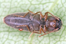 Agriotes sputator / Gelbbrauner Schnellkfer / Schnellkfer - Elateridae - Agriotinae