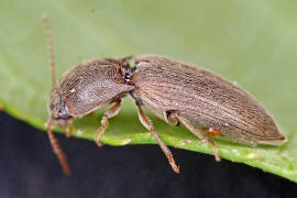 Agriotes sputator / Gelbbrauner Schnellkfer / Schnellkfer - Elateridae - Agriotinae