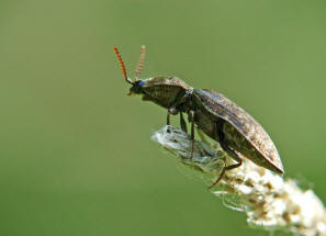 Agrypnus murinus (auch A. murina) / Mausgrauer Schnellkfer (syn. Adelocera murina) / Schnellkfer - Elateridae - Agrypininae