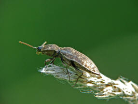 Agrypnus murinus (auch A. murina) / Mausgrauer Schnellkfer (syn. Adelocera murina) / Schnellkfer - Elateridae - Agrypininae