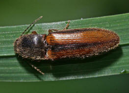 Athous vittatus / "Gebnderter Schnellkfer" / Schnellkfer - Elateridae - Athoinae