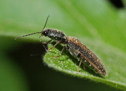 Athous vittatus / "Gebnderter Schnellkfer" / Schnellkfer - Elateridae - Athoinae