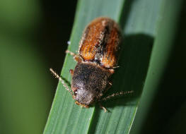 Athous vittatus / "Gebnderter Schnellkfer" / Schnellkfer - Elateridae - Athoinae