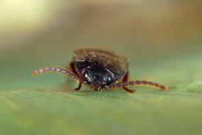 Brachygonus megerlei / Ohne deutschen Namen / Schnellkfer - Elateridae - Ampedinae