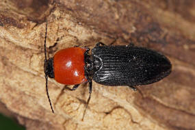 Cardiophorus gramineus / Herzschild-Schnellkfer / Schnellkfer - Elateridae - Cardiophorinae