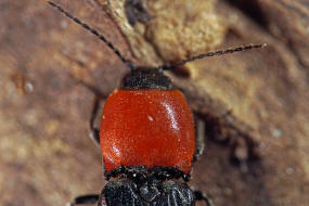 Cardiophorus gramineus / Herzschild-Schnellkfer / Schnellkfer - Elateridae - Cardiophorinae