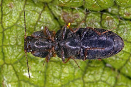 Cidnopus quercus / Ohne deutschen Namen / Schnellkfer - Elateridae - Dendrometrinae