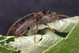 Cidnopus quercus / Ohne deutschen Namen / Schnellkfer - Elateridae - Dendrometrinae