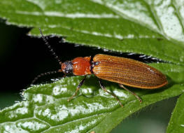 Denticollis linearis / Zahnhalsiger Schnellkfer / Schnellkfer - Elateridae - Denticollinae