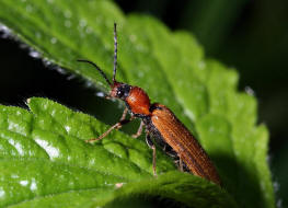 Denticollis linearis / Zahnhalsiger Schnellkfer / Schnellkfer - Elateridae - Denticollinae