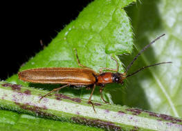 Denticollis linearis / Zahnhalsiger Schnellkfer / Schnellkfer - Elateridae - Denticollinae