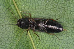 Haplotarsus incanus / Grauer Schnellkfer / Schnellkfer - Elateridae - Ctenicerinae