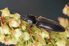 Hemicrepidius niger / Schwarzer Rauhaarschnellkfer / Schnellkfer - Elateridae