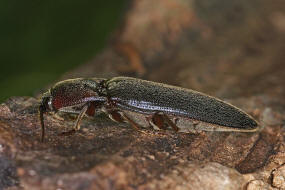 Melanotus rufipes / Rotfiger Schnellkfer / Schnellkfer - Elateridae - Melanotinae