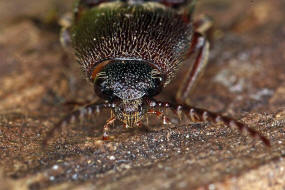 Melanotus rufipes / Rotfiger Schnellkfer / Schnellkfer - Elateridae - Melanotinae