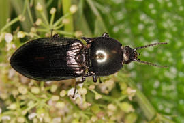 Selatosomus aeneus / Glanzschnellkfer / Schnellkfer - Elateridae