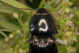 Selatosomus aeneus / Glanzschnellkfer / Schnellkfer - Elateridae