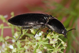 Selatosomus aeneus / Glanzschnellkäfer / Schnellkäfer - Elateridae