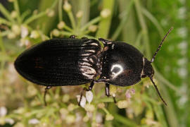 Selatosomus aeneus / Glanzschnellkfer / Schnellkfer - Elateridae