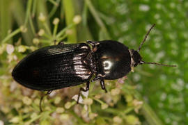 Selatosomus aeneus / Glanzschnellkfer / Schnellkfer - Elateridae