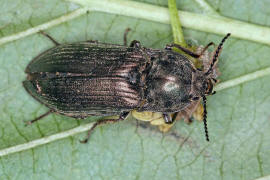 Selatosomus latus / Ohne deutschen Namen / Schnellkfer - Elateridae