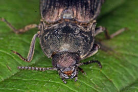 Selatosomus latus / Ohne deutschen Namen / Schnellkfer - Elateridae