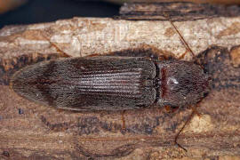 Stenagostus rhombeus / Ohne deutschen Namen / Schnellkfer - Elateridae - Athoinae