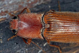 Stenagostus rhombeus / Ohne deutschen Namen / Schnellkfer - Elateridae - Athoinae