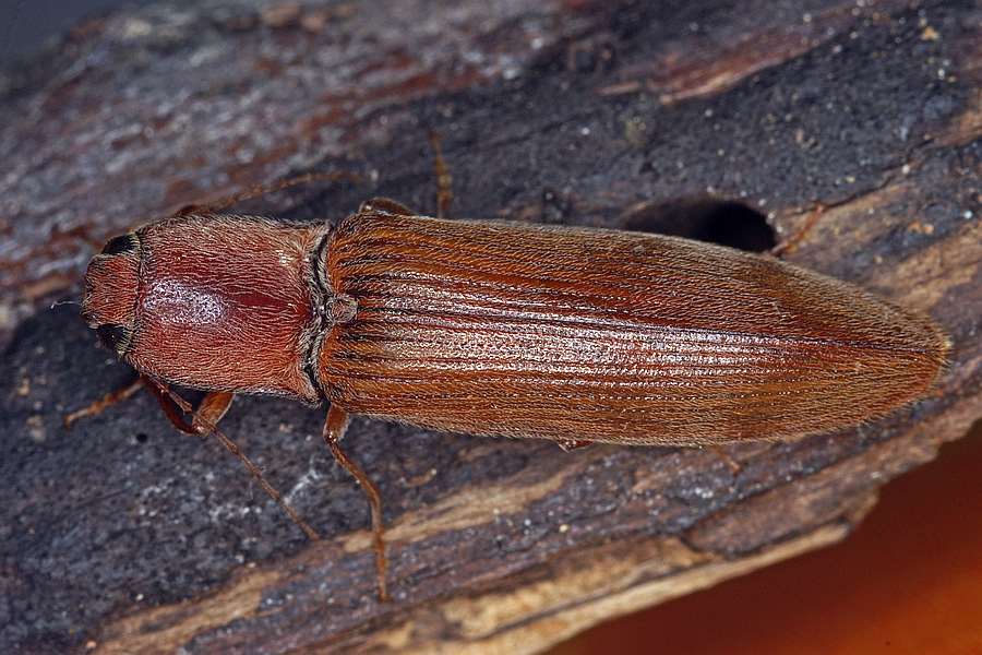 Stenagostus rhombeus / Ohne deutschen Namen / Schnellkäfer - Elateridae - Athoinae
