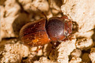 Naturspaziergang: Käfer nach Farben, Formen und Größen - Braun