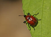 Käfer Superflausch 150cm naturweiß-rot 