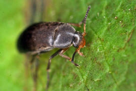 Anaspis frontalis / Rotstirniger Scheinstachelkfer / Scheinstachelkfer (Seidenkfer) - Scraptiidae