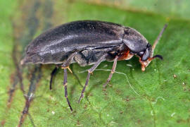 Anaspis frontalis / Rotstirniger Scheinstachelkfer / Scheinstachelkfer (Seidenkfer) - Scraptiidae