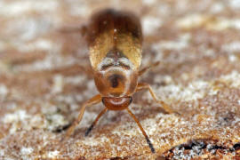 Anaspis maculata / Gefleckter Scheinstachelkfer / Scheinstachelkfer (Seidenkfer) - Scraptiidae