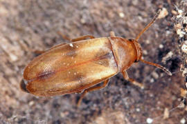 Anaspis maculata / Gefleckter Scheinstachelkfer / Scheinstachelkfer (Seidenkfer) - Scraptiidae