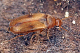 Anaspis maculata / Gefleckter Scheinstachelkfer / Scheinstachelkfer (Seidenkfer) - Scraptiidae