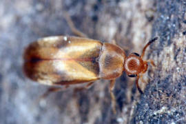 Anaspis maculata / Gefleckter Scheinstachelkfer / Scheinstachelkfer (Seidenkfer) - Scraptiidae