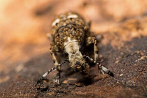 Platystomos albinus / Langfhler-Breitrler (syn. Anthribus albinus) / Breitrssler - Anthribidae - Anthribinae