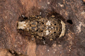 Platystomos albinus / Langfhler-Breitrler (syn. Anthribus albinus) / Breitrssler - Anthribidae - Anthribinae