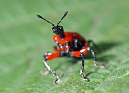 Apoderus coryli / Haselblattroller / Blattroller - Attelabidae