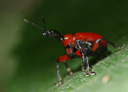 Apoderus coryli / Haselblattroller / Blattroller - Attelabidae