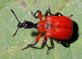 Apoderus coryli / Haselblattroller / Blattroller - Attelabidae