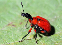 Apoderus coryli / Haselblattroller / Blattroller - Attelabidae