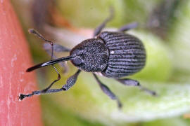 Archarius salicivorus / Weiden-Gallenbohrer  (syn. Curculio salicivorus) / Rsselkfer - Curculionidae - Curculioninae