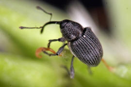 Archarius salicivorus / Weiden-Gallenbohrer  (syn. Curculio salicivorus) / Rsselkfer - Curculionidae - Curculioninae