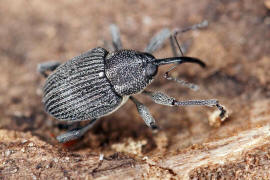 Archarius salicivorus / Weiden-Gallenbohrer  (syn. Curculio salicivorus) / Rsselkfer - Curculionidae - Curculioninae